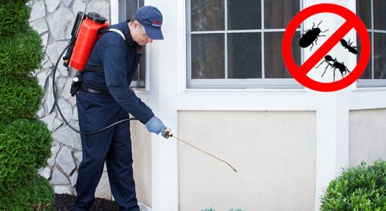 Poligon Pire İlaçlama böcek ilaçlama ve haşere kontrolü — ilaclama-tr.com
